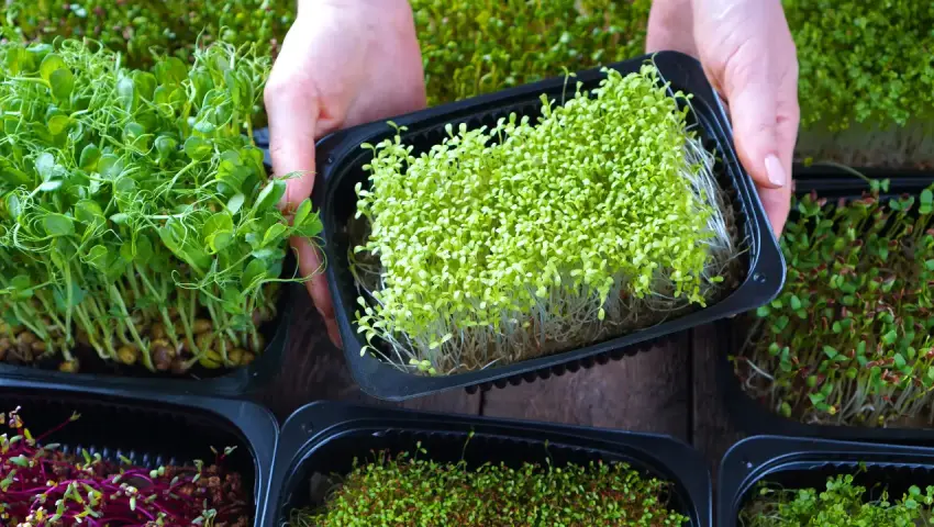 Microgreen Business in Bangladesh: Health, Opportunity & Future Potential - 2025